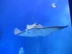 (190'435) - Im Sea Life am 19.