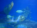 (190'439) - Im Sea Life am 19.