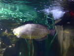 (190'460) - Im Sea Life am 19.
