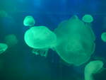 (190'486) - Im Sea Life am 19.