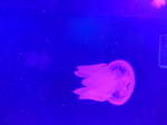 (190'489) - Im Sea Life am 19.