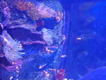 (190'494) - Im Sea Life am 19.