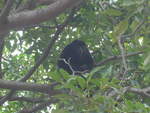 (212'097) - Gorilla auf dem Baum am 22.
