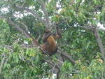 (212'123) - Ein Affe turnt auf dem Baum am 22. November 2019 bei Granada