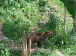 (181'564) - B�r im Jurapark am 25.