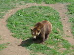 (181'567) - B�r im Jurapark am 25.