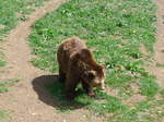 (181'569) - B�r im Jurapark am 25.