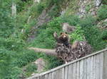 (181'573) - B�r im Jurapark am 25.