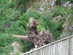 (181'574) - B�r im Jurapark am 25.