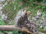 (181'575) - B�r im Jurapark am 25.