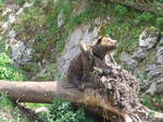 (181'576) - B�r im Jurapark am 25.