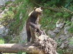 (181'577) - B�r im Jurapark am 25.