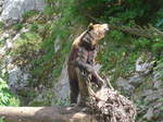 (181'578) - B�r im Jurapark am 25.