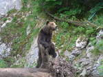 (181'579) - B�r im Jurapark am 25.