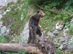 (181'580) - B�r im Jurapark am 25.