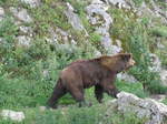 (181'582) - B�r im Jurapark am 25.