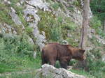 (181'583) - B�r im Jurapark am 25.