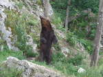 (181'585) - B�r im Jurapark am 25.
