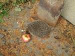 (147'522) - Zutraulicher Igel mit Apfel am 14.