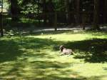 (145'745) - K�nguruh im ZOO von Servion am 16.