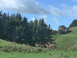 (190'796) - Rehe am 22.