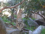 (191'492) - Wildkatze am 26.