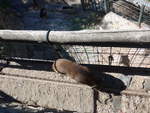(185'514) - Wildschwein am 28.