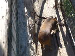 (185'515) - Wildschwein am 28.