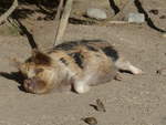 (191'459) - Wildschwein am 26.
