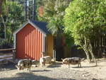 (191'466) - Drei Wildschweine am 26.