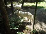 (145'755) - Polarw�lfe im ZOO von Servion am 16.
