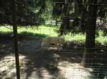 (145'756) - Polarw�lfe im ZOO von Servion am 16.