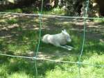 (145'757) - Polarwolf im ZOO von Servion am 16.