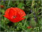 Mohnblumen in voller Blte und im Wachstum...