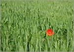 Für einen roten Farbtupfer sorgt diese Mohnblume im Weizenfeld.
(31.05.2023)