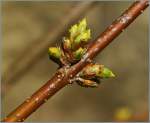 Kurz vor der Blte  (14.03.2013)