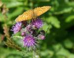 Ein unbekannter Schmetterling bei der Nahrungaufnahme.