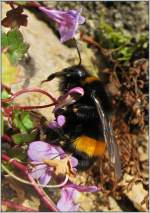 Eine Hummel auf Nahrungssuche am 08.01.2014