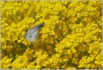 Ein Schmetterling im Schlemmerland.