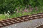Blumenschmuck (Vorsicht , giftig - Digitalis purpurea) in Mikulasovice.22.06.2014
15:03 Uhr.