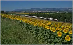 Während im Vordergrund ein Sonnenblumenfeld das Bild ziert, zeigen sich dahinter zwei ICN RBDe 500 als IC 5 auf dem Weg in Richtung Zürich.